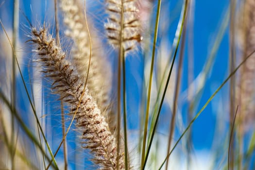 Blooming wild grass with delicate inflorescence fluffy in the open landscape under a beautiful blue sky with white clouds