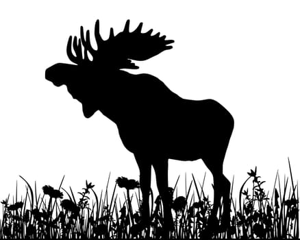 Moose on meadow