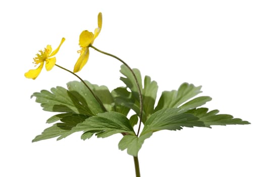 Yellow Windflower