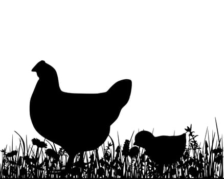 Chicken and chicks on meadow