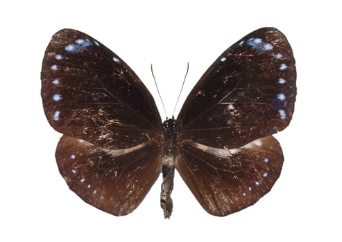 Euploea tulliolus