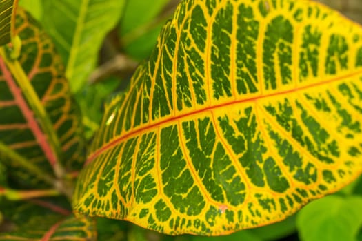 conspicuous leaves of a tropical plant in Bali as a close-up in the outdoor simmer