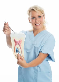 Dentist explains dental structure