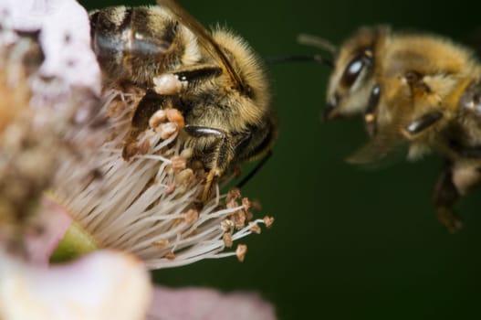 Macro shot of a wild bee on blackberry blossom sucking with flying bee in the background