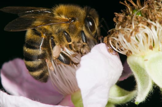 Macro shot of a wild bee sucking on a blackberry flower