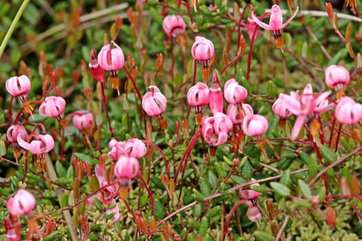 Tiny Flowers of Ordinary Cranberry (Vaccinium oxycoccos)