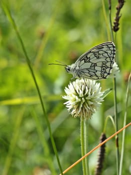 Chessboard butterfly (Melanargia galathea) on mountain clover (Trifolium montanum)