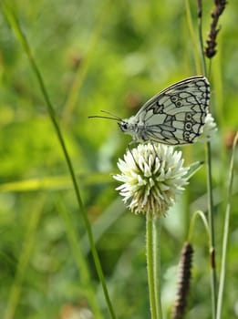 Chessboard butterfly (Melanargia galathea) on mountain clover (Trifolium montanum)