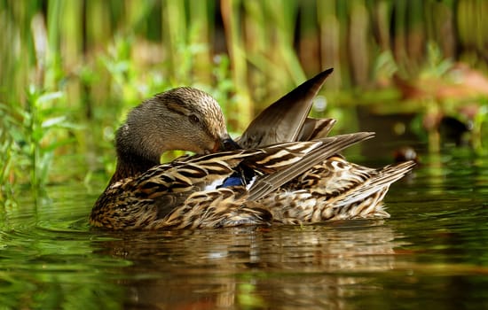 Duck