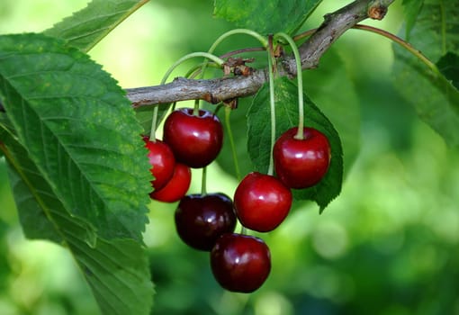 Cherries