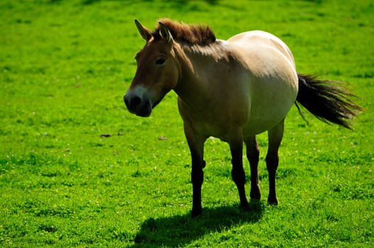 The Przewalski's horse