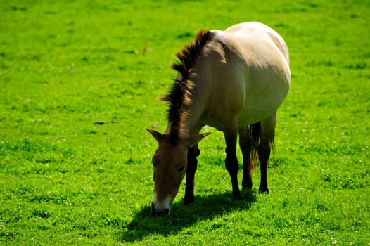 The Przewalski's horse