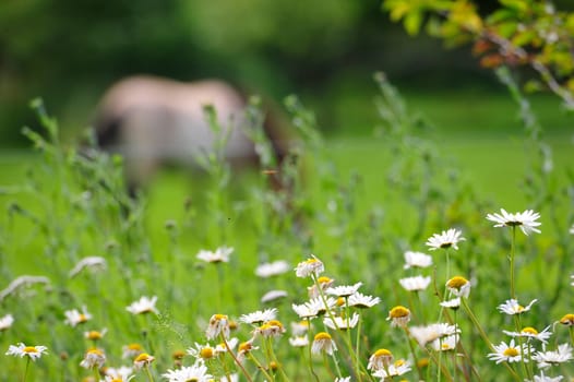 The Przewalski's horse