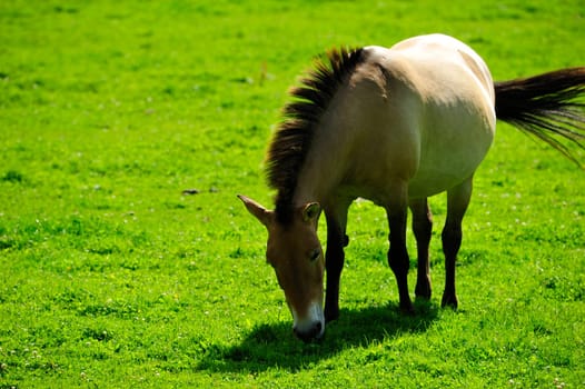 The Przewalski's horse
