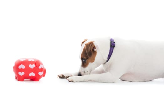 Piggy Bank and Dog