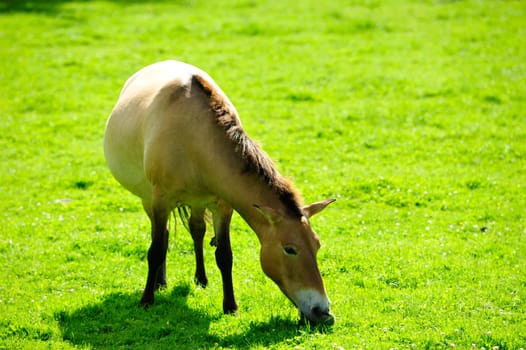 The Przewalski's horse