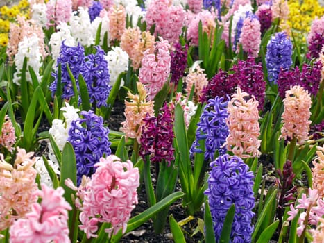 Hyacinths in the garden
