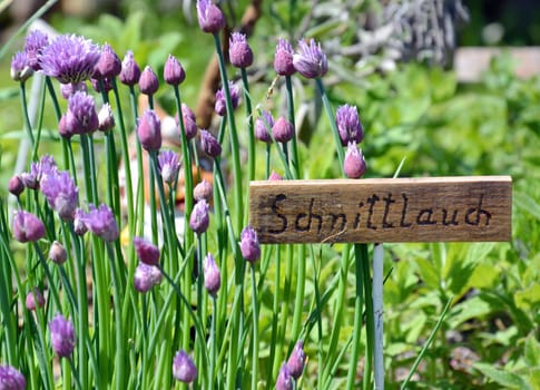 Chives