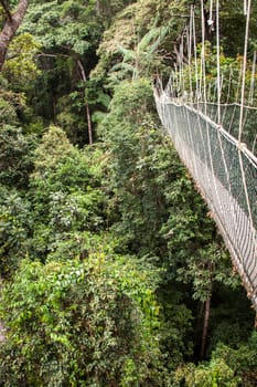 a suspension bridge made of ropes and wood in the rainforest naturally tropical environment