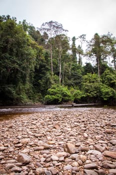 green lush green landscape in the rainforest with river and stony shore