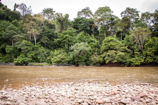 green lush green landscape in the rainforest with river and stony shore
