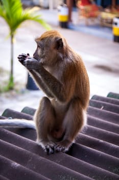 monkey makake primat eats a banana sitting in the forest nature environmental asia travel exotic