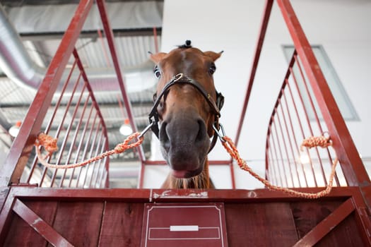 Horse portrait standing in manege box. Low angle shot
