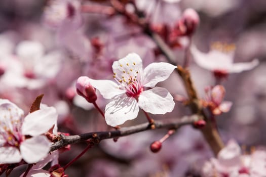 Pink-coloured cherry blossom in front of blue sky on a branch in spring on a fruit meadow