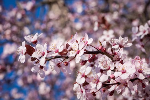 Pink-coloured cherry blossom in front of blue sky on a branch in spring on a fruit meadow