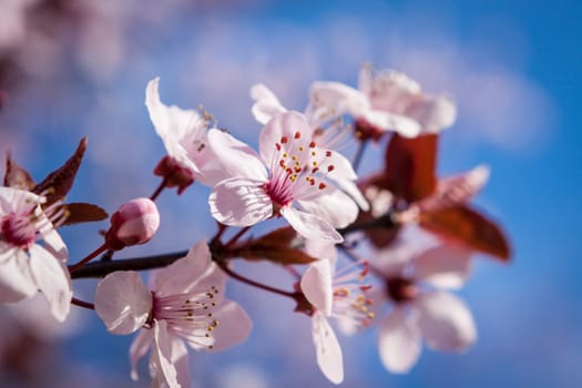 Pink-coloured cherry blossom in front of blue sky on a branch in spring on a fruit meadow