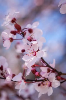 Pink-coloured cherry blossom in front of blue sky on a branch in spring on a fruit meadow