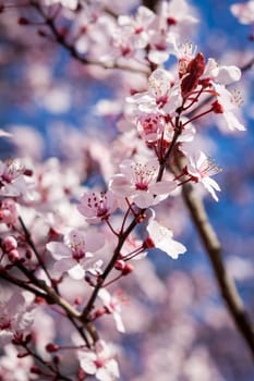 Pink-coloured cherry blossom in front of blue sky on a branch in spring on a fruit meadow