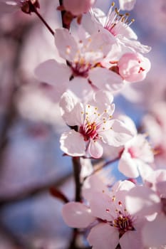 Pink-coloured cherry blossom in front of blue sky on a branch in spring on a fruit meadow