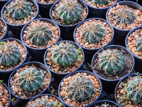 Melocactus plants