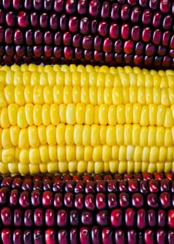 Red and yellow corn