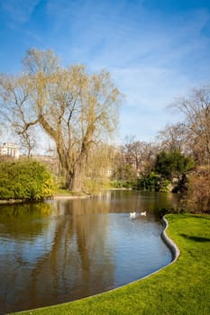 Green park with cypresses,plants and reeds in summer