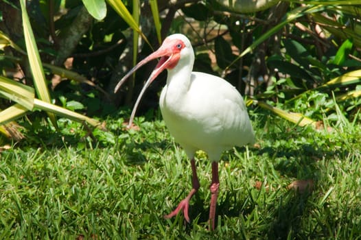 Snow-dwarf,white ibis,bird,shrew,genus,species,pink,pink,red,white,beak,pointed,long,nose,ibisbird,ibis,ibisse,birds,legs,coloring,plumage,stilt legs,beak-base,wetlands,Florida,Everglades