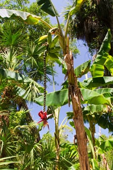 banana,banana plant,plant,plant,flower,fruit,fruit,tree,banana,banana,banana,tree,organic,trees,harvest,harvest,green,fruit,plantation,perennial,perennial,Florida