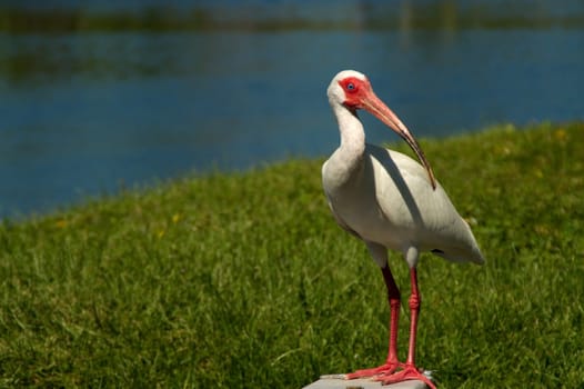 Snow-dwarf,white ibis,bird,shrew,genus,species,pink,pink,red,white,beak,pointed,long,nose,ibisbird,ibis,ibisse,birds,legs,coloring,plumage,stilt legs,beak-base,wetlands,Florida,Everglades