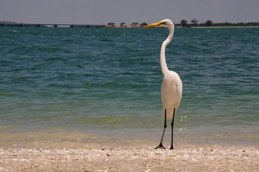 jewelry heron,heron,bird,white,yellow,feet,plumage,color,birds,feather dress,beak,pointed,genus,species,long,legs,stilt legs,beak-base,wetlands,Florida,Everglades,Sanibel,jewelry feathers,beach,shore,coast,sea,sandstran
