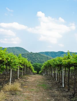 Trail in Vineyard