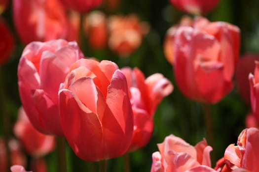 pink tulips