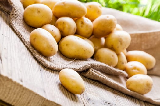 Fresh new potatoes on a jute sack with a green background as a close-up