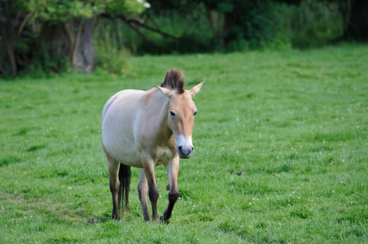 The Przewalski's horse