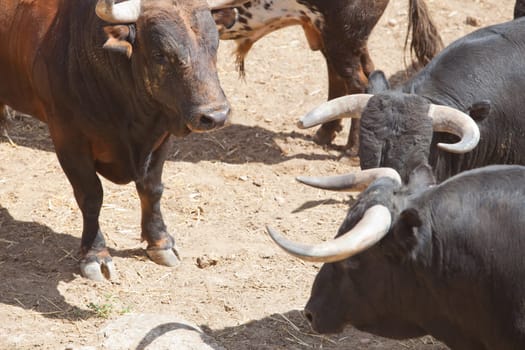 Fighting bulls on the courtyard  before begining the show.  Badajoz bullring, Spain