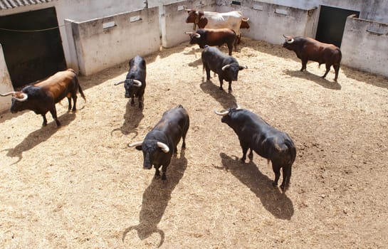 Fighting bulls on the courtyard  before begining the show.  Badajoz bullring, Spain