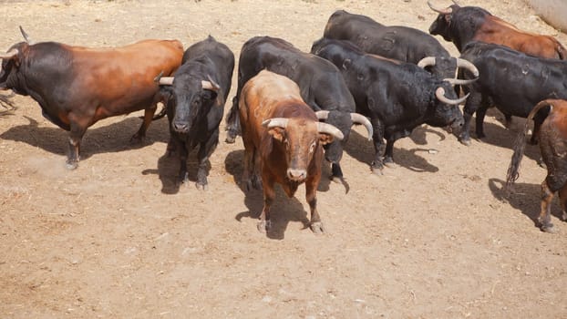 Fighting bulls on the courtyard  before begining the show.  Badajoz bullring, Spain
