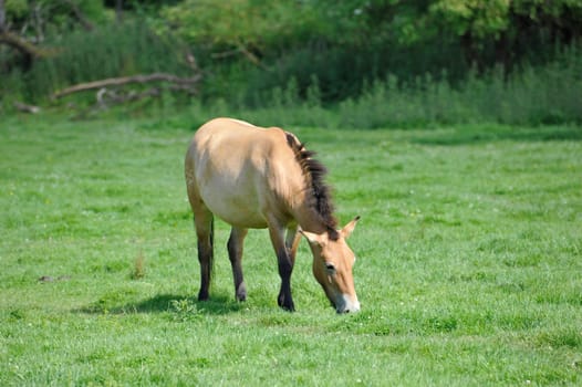 The Przewalski's horse