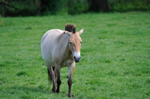 The Przewalski's horse