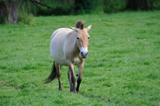 The Przewalski's horse